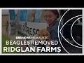Beagles removed from Ridglan Farms shelters prep for influx of dogs