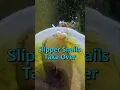 Download Lagu Slipper snails spread across miniBIOTA, while clams settle in as potential competitors