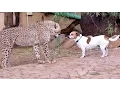 Lagu African Cheetah Cub Versus Jack Russell Terrier - Cat \u0026 Dog Fight Battle of Will - Cheetah Thug Life