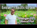 Kenilworth Aquatic Gardens Guide to Washington DC s National Park Lotus Water Lily Festival
