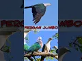 Download Lagu LIHAT\u0026 DENGAR KAN baik² Burung pergam suar4nya👻ser4m#shorts