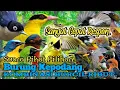 Download Lagu PALING AMPUH.‼️SUARA PIKAT BURUNG KEPODANG KOMBINASI BURCIL RIBUT..