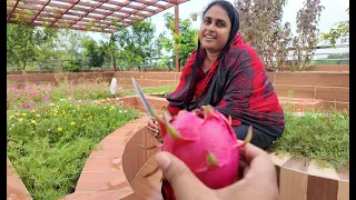 ছাদের সবজি বাগান এখন শম্পার ফুলের বাগান হয়ে গেছে | Doyel Agro