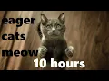 Download Lagu Eager Cats Meow (10 hours)