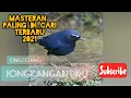 Download Lagu BURUNG JONGKANGAN BETINA MEMANGGIL JANTAN!!cocok untuk pancingan dan masteran burung.