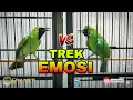 Download Lagu TREK EMOSI || MASTERAN CUCAK IJO TARUNG COCOK UNTUK MELATIH MENTAL