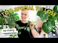 Download Lagu The Houseplants I’ll Keep Forever 🪴🥰 (and Why)