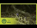 Download Lagu Termites - The Inner Sanctum - Go Wild
