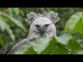 Harpy Eagle vs Sloth: The Eagle Expected Prey… But the Sloth Surprised It | Inside the Wild