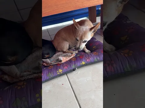 Pinscher acorda cedo para ouvir briga de vizinho 
