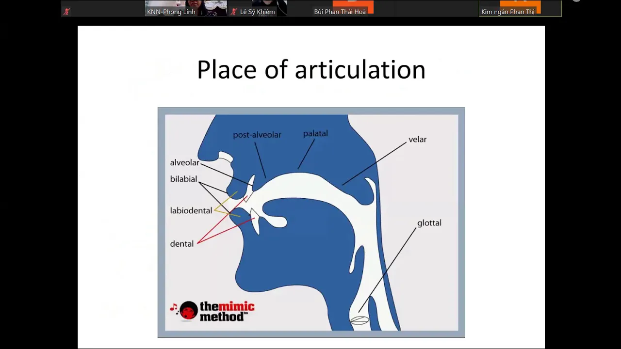 Ngữ âm và âm vị học - Các cơ quan cấu âm