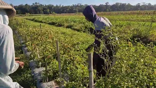 SEE THIS EASY TRICK TO HARVEST CHILI IN THE GARDEN - Agriculture farming