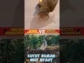 Download Lagu adu bekur perkutut jantan bikin semua kutut langsung bunyi #platm  #suaraperkutut #perkutut #birds