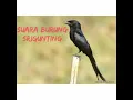 Download Lagu suara master pikat burung srigunting ampuh
