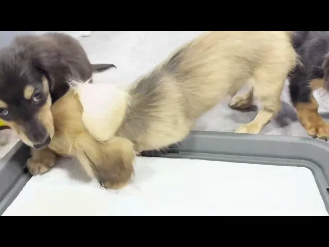 動画