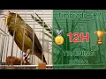Download Lagu Canary Training Song - 12 h - Timbrado Español Classico Original 17_12