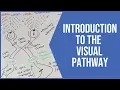 Intro To The Visual Pathways Neurology - PostGradMedic
