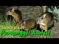 Download Lagu Suara pikat Kancil / Pelanduk