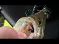 CRAPPIES ON THE CLAM PINHEAD MINNOW First ice basin roaming crappies