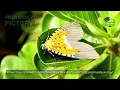The First Computer Bug How a Real Moth Created the Term Debugging Tech History Explained