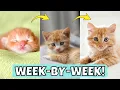 All Kitten Growth Stages and Milestones Week-by-Week