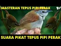 Download Lagu SUARA PIKAT BURUNG TEPUS PIPI PERAK | MASTERAN TEPUS PIPI PERAK
