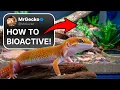 How To Build a Leopard Gecko Bioactive Setup