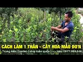 Lagu Cách làm 1 thân cho cây hoa mẫu đơn-Trung kiên garden, zalo: 035.42.55055 \u0026 0977.999.046.