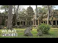 Download Lagu Monkey at Temple of Cambodia | natural sound | No Music | Full HD Video #monkey #cambodia