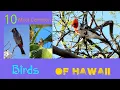The 10 most common Birds of Hawaii