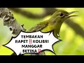 Download Lagu TEMBAKAN RAPET‼️KOLIBRI MANGGAR BETINA