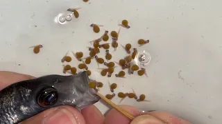 🎥🐟 Watch This Kadango Cichlid Release Her Babies! 😍