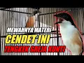 Download Lagu CENDET MUNTAH TENGKEK BUTO KUNTILANAK GREJA NYERET MENGERIKAN MEMATIKAN  !!!