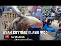 Download Lagu ayam bangkok pakhoy atau ayam koytrad warna klawu wido punya pak Budi kretek bantul yogyakarta !!!