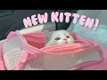 Kitten s First Day in a New Home