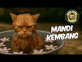 Download Lagu KUCING MANDI KEMBANG