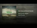 Bird Song and Runnel Sounds