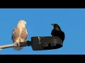 Download Lagu Burung Hantu Salju dan Burung Gagak