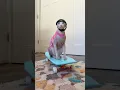Download Lagu My Cat Got A PRO Skateboard 🛹 #shorts #pets #cats #sphynx #skateboarding