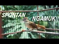 Download Lagu PANCINGAN KAPAS TEMBAK TERBARU | MASTERAN KAPAS TEMBAK | KUALITAS AUDIO BAIK