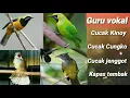Download Lagu Masteran jernih Burung Cucak Jenggot Cak Cungko Cak Kinoy Kapas tembak |cocok buat masteran murai |