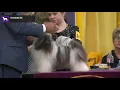 Havanese Breed Judging 2020