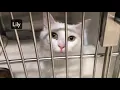 GOING TO THE ANIMAL SHELTER TO ADOPT A CAT