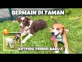 Download Lagu RYUKI RAIDEN MAIN DI TAMAN \u0026 KETEMU TEMAN BARU‼️😍🐶
