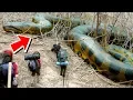 Download 10 Biggest Snakes Ever Found mp4 3gp mp3 videos - waplic