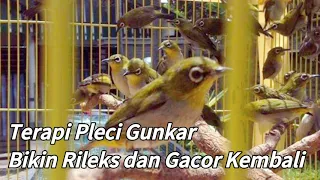 Download Pleci GUNKAR TERAPI bikin ngalas ngriwik dan GACORkembali MP3