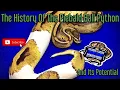 The History And Potential Of The Piebald Ball Python