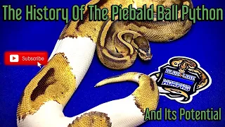 The History And Potential Of The Piebald Ball Python