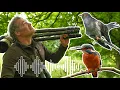 Lagu Sounds of Spring: From Cuckoo Calls to Stoat's Secret Whickering | Animal Sounds | Robert E Fuller