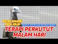Download Lagu TERAPI PERKUTUT MALAM HARI | PANCINGAN PERKUTUT AGAR BUNYI